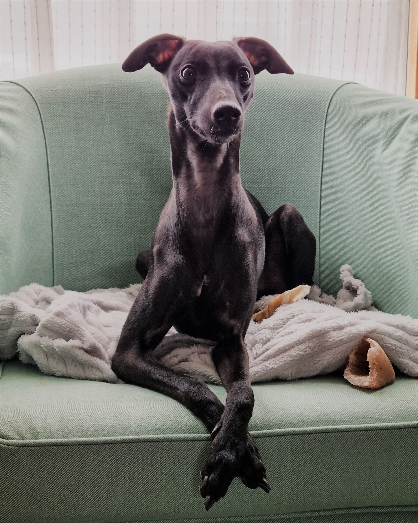 Whippet Doll